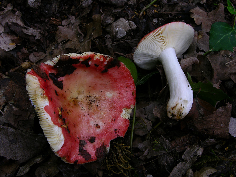 Russulaceae del 14 giugno.